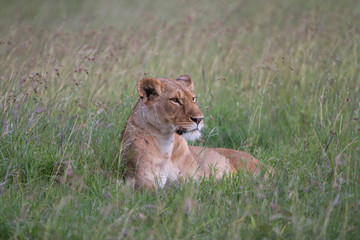Lioness lying down