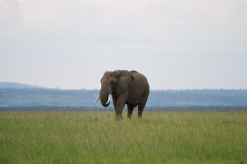 Fototapeta na wymiar Male African Elephant