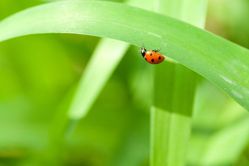 Ladybird ot the green leaf
