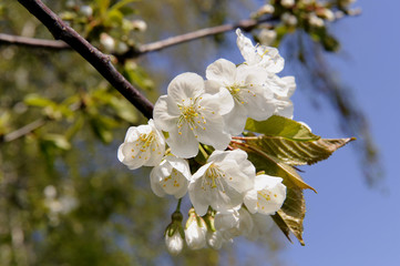 Obraz premium Kirschbluete_d1349