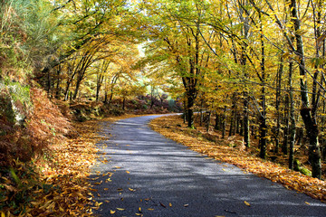 Obraz premium A road through the autumnal park