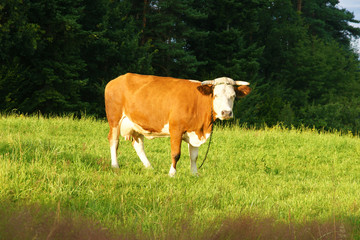 Fototapeta na wymiar Cow