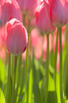 Rosa Tulpen