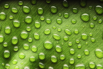 Water drops on leaf