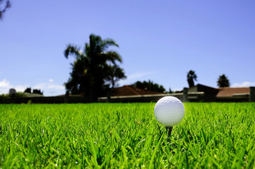 golf ball on the green grass