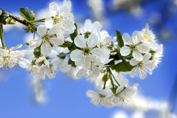 Kwitnące kwiaty drzewa wiśniowego.