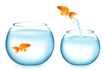 Goldfish Jumping To Other Goldfish