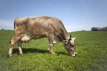 grasende Kuh