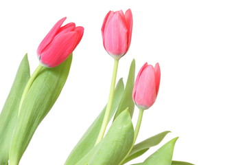 trois tulipes roses