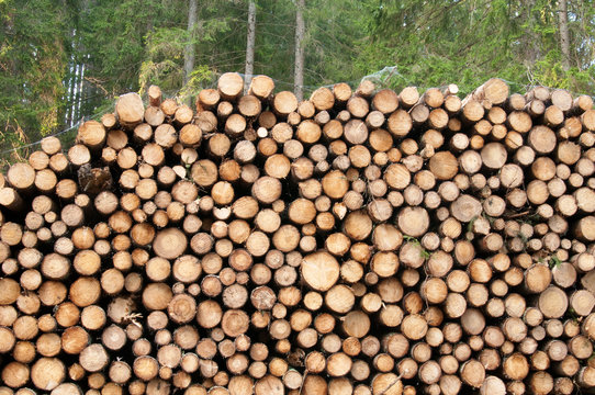 Rundholz bilder – Bläddra bland 1,884 stockfoton, vektorer och videor ...