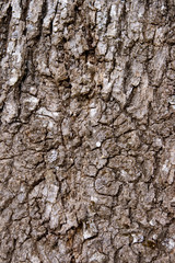 The bark of the tree.