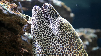 Fototapeta premium Close-up of mooray eel