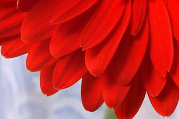 Czerwona gerbera makro. © wideonet