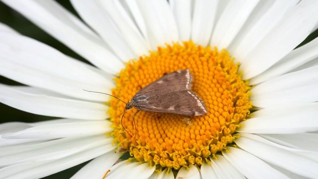 Brown moth on chamomile.