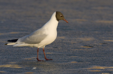 Black-headed Gull.