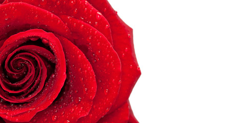 rosa de amor - 22248796