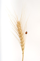 Obraz premium ladybug on wheat