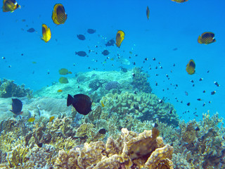 Naklejka na ściany i meble Fische im Roten Meer