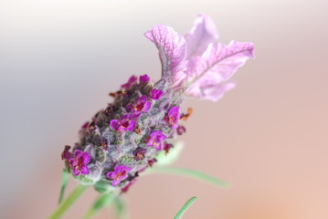 Naklejka premium Lavanda Inglese