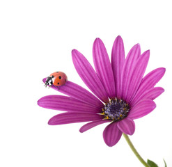 ladybug on pink flower
