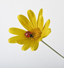 ladybug on Yellow flower
