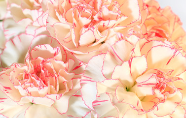 White-pink carnation flowers background