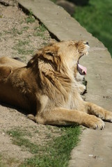 Asiatic Lion: Yawning