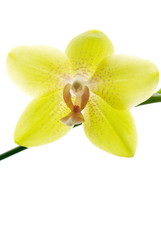 Fototapeta na wymiar Fresh yellow orchids isolated on white background