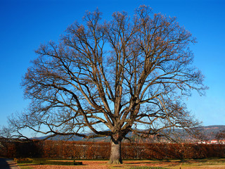 oak tree