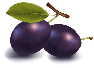 Photo-realistic vector. Two ripe plums.