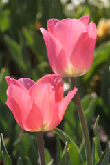 Rosa Tulpen