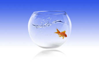 fishbowl with gold fish