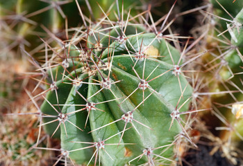 Thorny barrel cactus plant part
