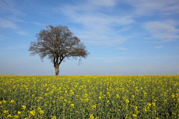 Paysage de Printemps : Arbre dans un champ de Colza