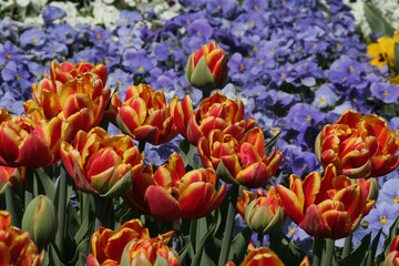 Orangene Tulpen 1
