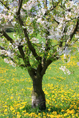 Baumblüte im Frühling