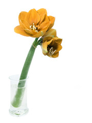 Amaryllis flower