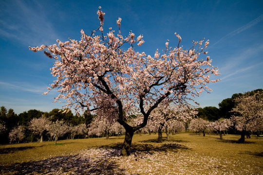 Almendro en flor