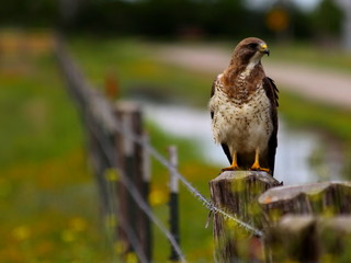 Red-Tailed Hawk