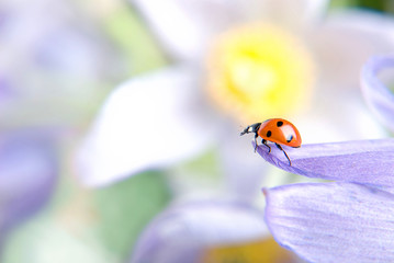 Ladybird on flower © Anton Violin # 22253389
