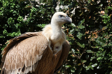 vautour fauve, gyps fulvus