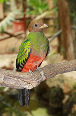 uccello