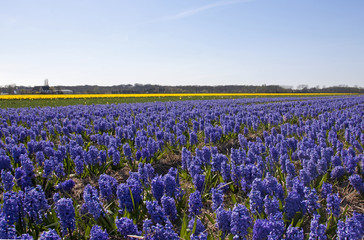 Fototapeta na wymiar Dutch Bulb fields with purple hyacinth flowers