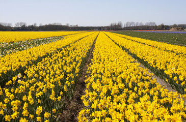 Dutch Bulb fields with daffodil flowers