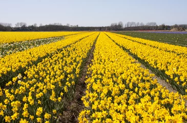 Photo sur Aluminium Narcisse Dutch Bulb fields with daffodil flowers