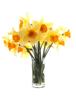 Yellow with orange daffodil flowers over white background