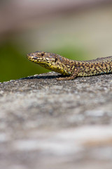 lézard au soleil