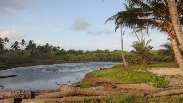 swamp fresh water supply corn island nicaragua with dogs