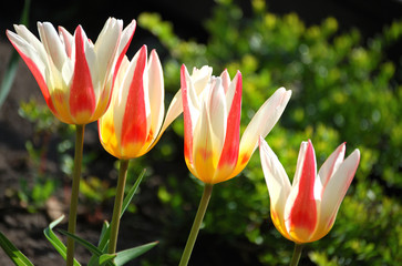 Vier rot gelb weisse Tulpen