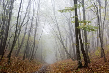 Zelfklevend Fotobehang Fog at forest © Alexey Fursov